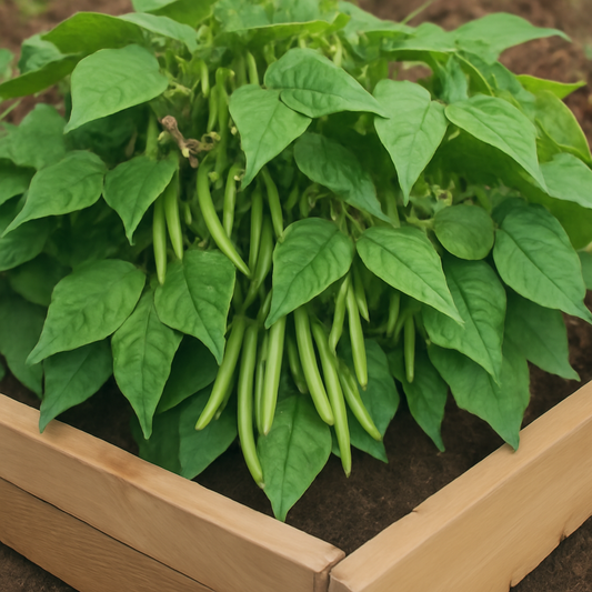 How to Grow Bush Beans: A Complete Guide for Healthy and Productive Harvests