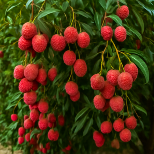 How to Grow Litchi: A Complete Guide for Sweet and Juicy Litchi Fruits