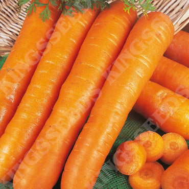 Carrot Early Nantes Vegetable Seeds