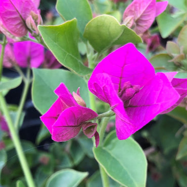 Bougainvillea Glabra Plant Seeds – Heirloom Non-GMO Vivid Climbing Blooms for Garden Planting