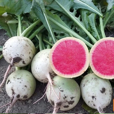 Radish- Rido Red F1