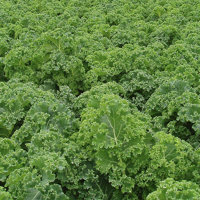 Starbor – Kale Seed
