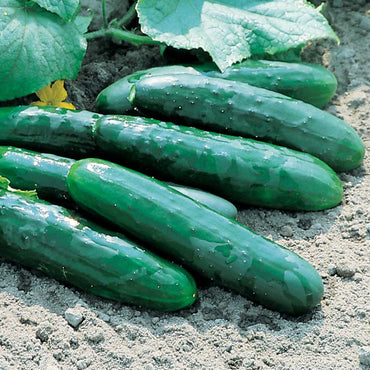 Bristol – Cucumber Seed