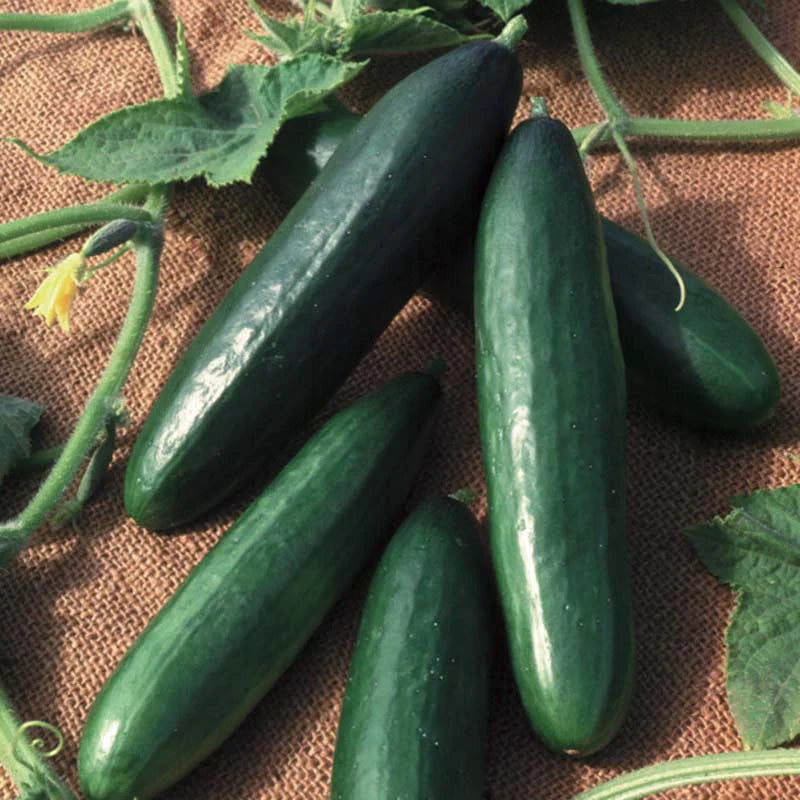 Diva – Treated Cucumber Seed