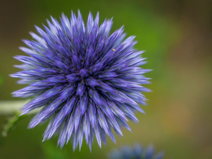 Heirloom Echinops Flower Seeds, Non-GMO Globe Thistle Blooms for Drought-Tolerant Garden Planting