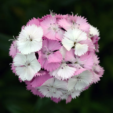 Sweet William- Sweet Pink Magic (seedling)