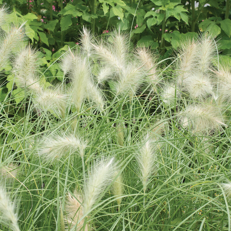 Feathertop – Ornamental Grass Seed