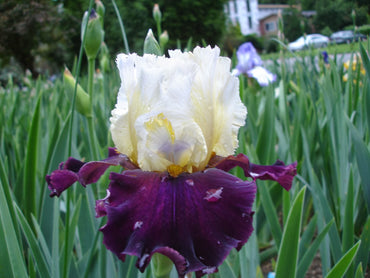 Twist of Sheree Reblooming Bearded Iris Seeds