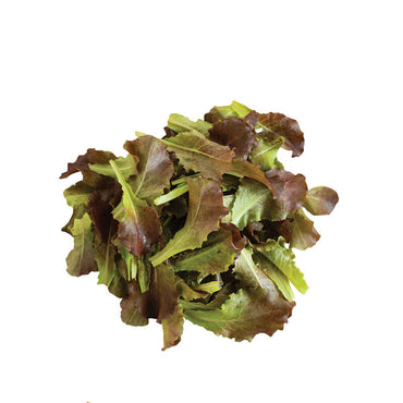 Outredgeous – Lettuce Seed