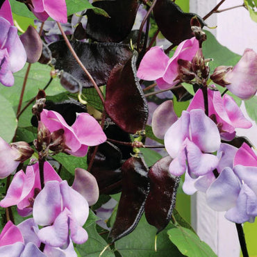 Ruby Moon – Hyacinth Bean Seed