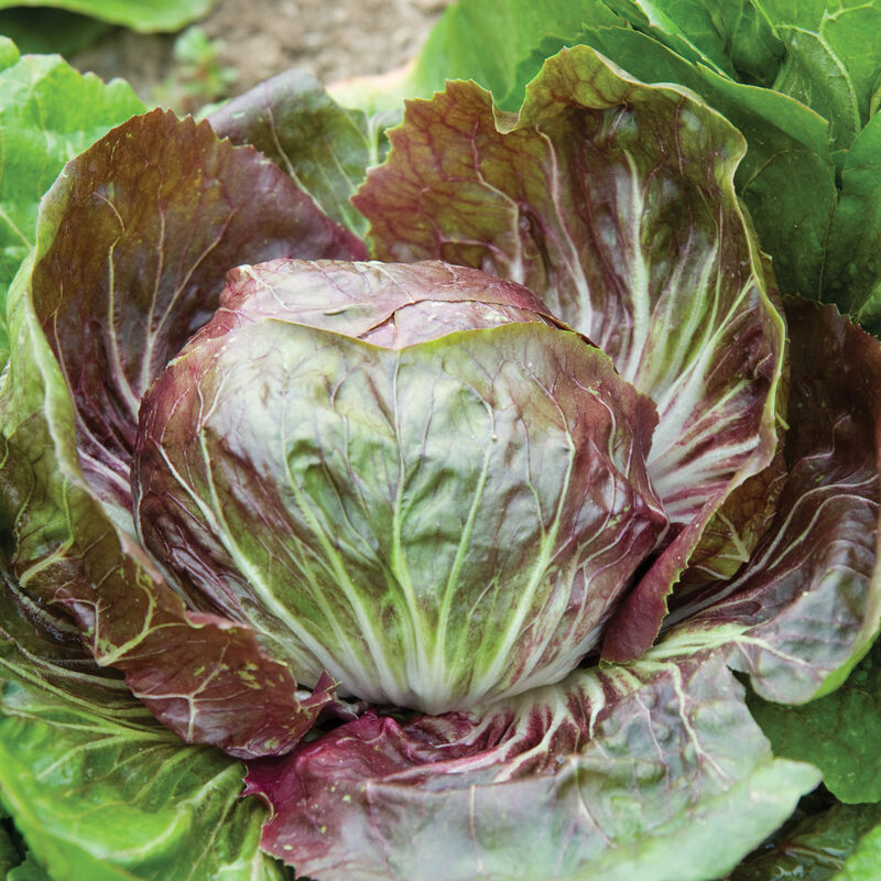 Fiero – Organic Radicchio Seed