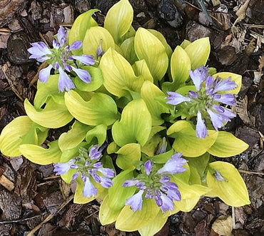Sun Mouse Mini Hosta