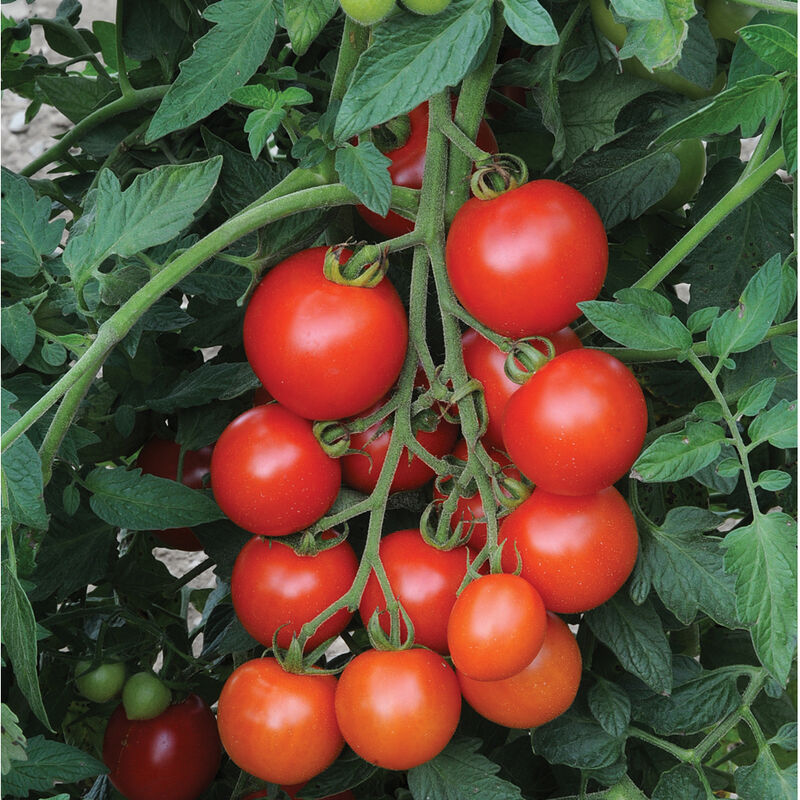 Mountain Magic – Organic Tomato Seed