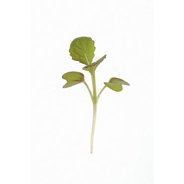 Mustard, Green Wave – Organic Microgreen