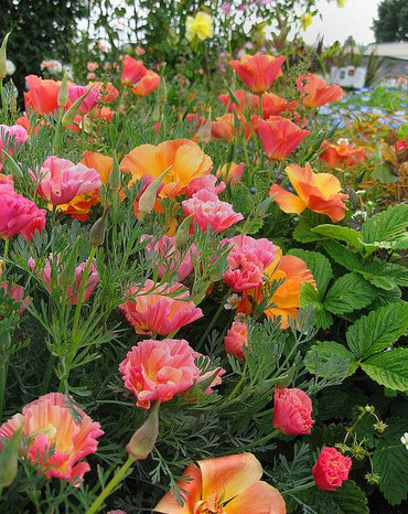Californian Poppy- Apricot Chiffon