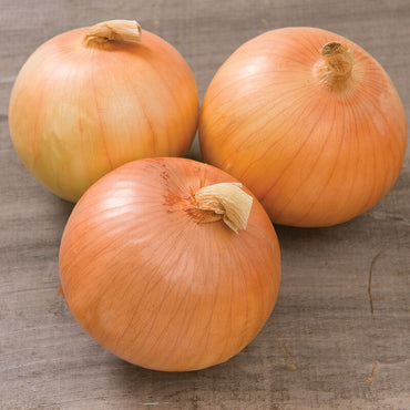 Talon – Organic Onion Seed