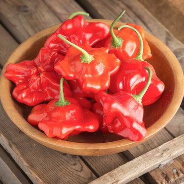 Mad Hatter Pepper Seeds (Bishop’s Crown)