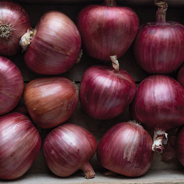 Rossa di Milano – Organic Pelleted Onion Seed