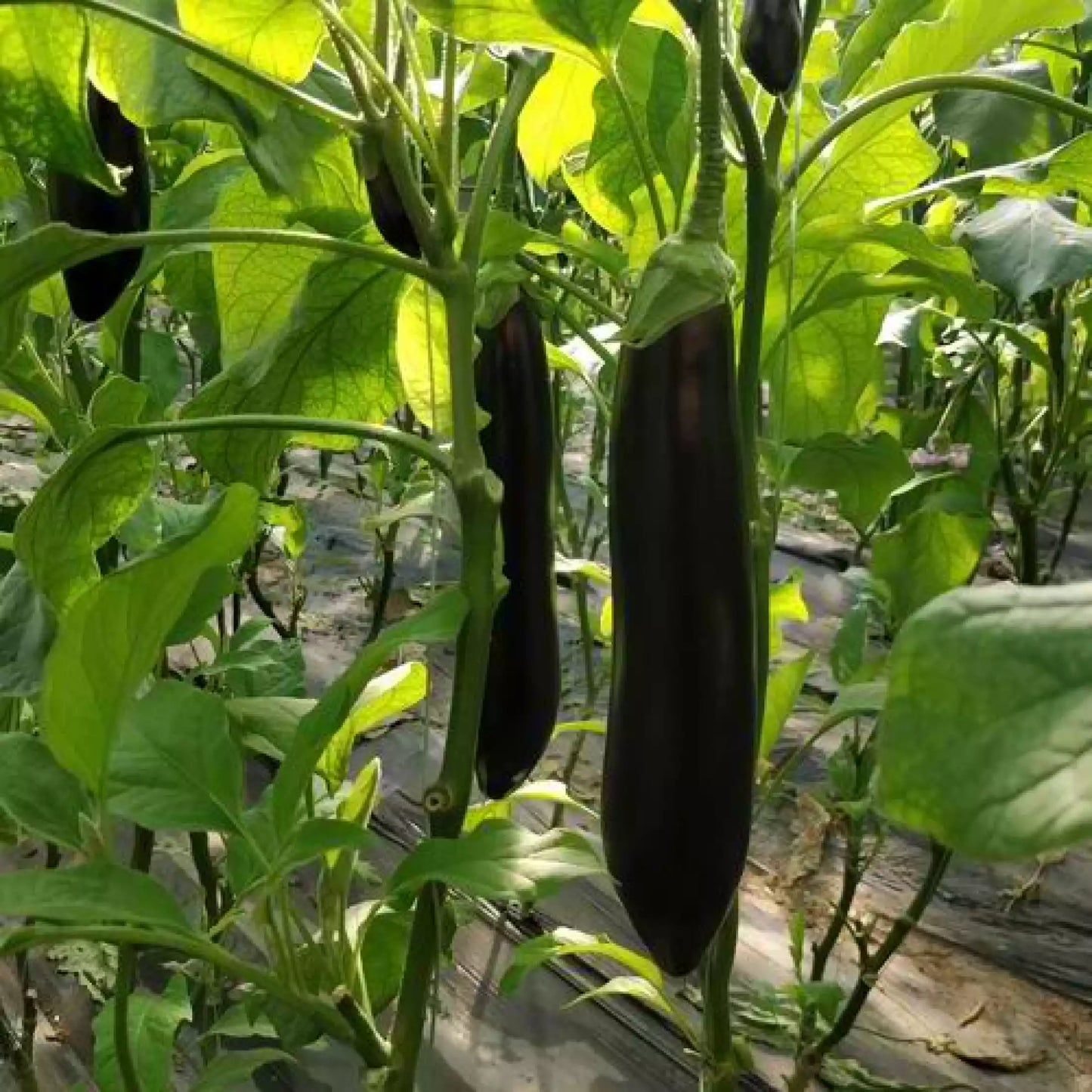 Summer Emerald – Eggplant Seed