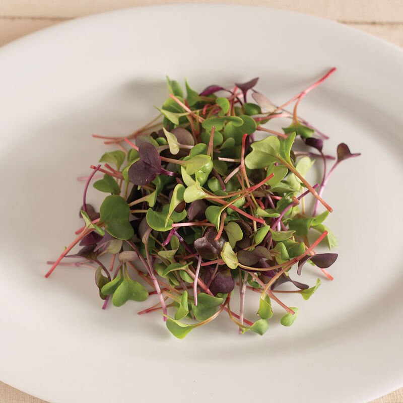 Chicory, Bianca Riccia – Microgreen Seed
