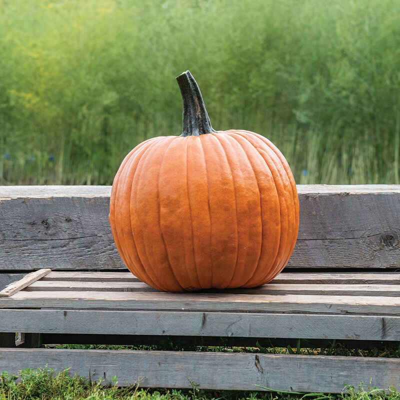 Champion – Treated Pumpkin Seed