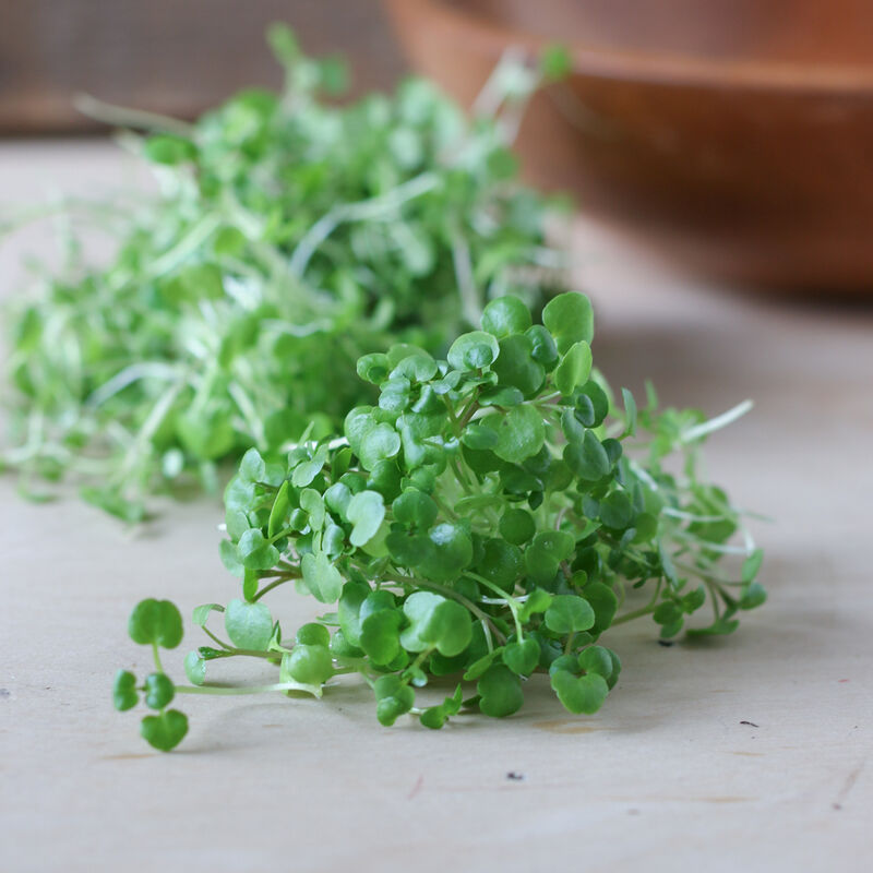 Kale, Bright Green Curly – Organic Microgreen Seed