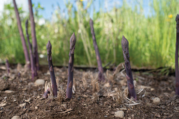 Erasmus – Purple Asparagus Seeds