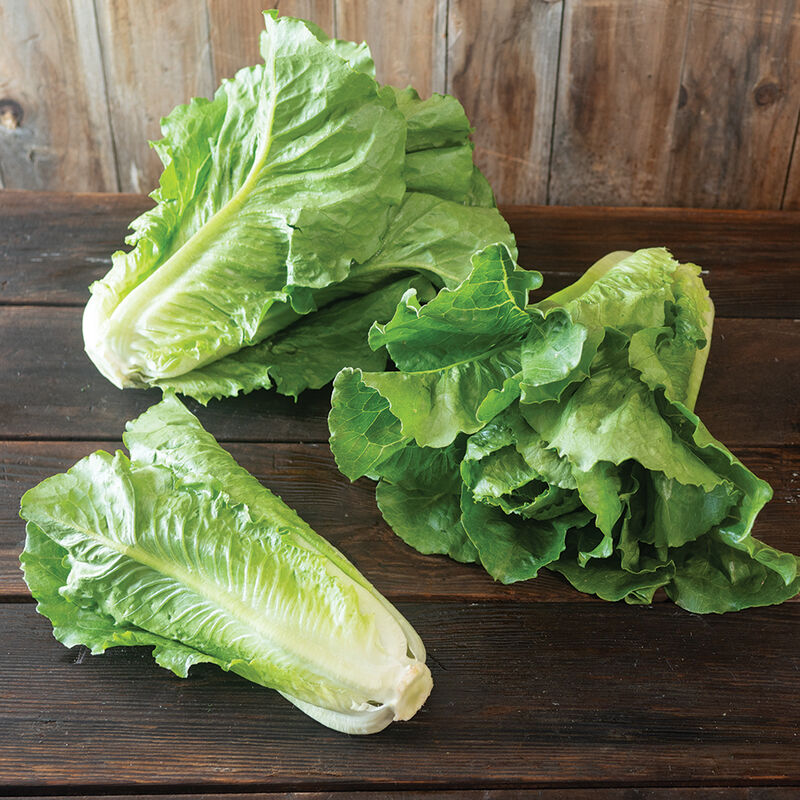 Sunland – Pelleted Romaine Seeds