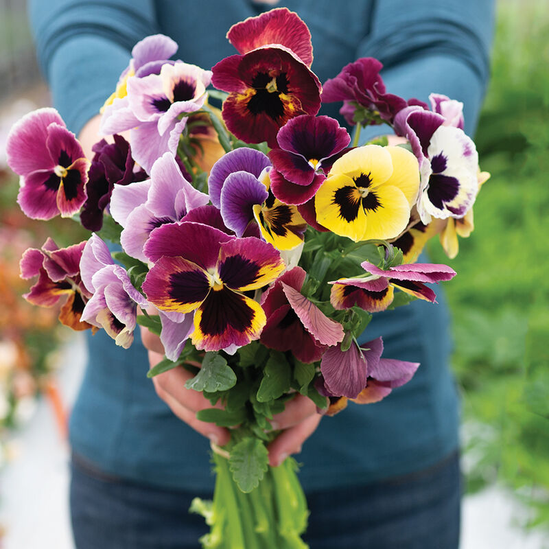 Aalsmeer King Size Mix – Viola Seed