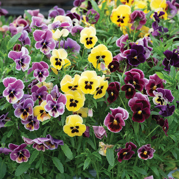 Aalsmeer King Size Mix – Viola Seed