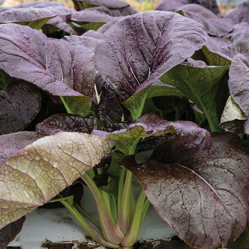 Shikibu – Green Seed