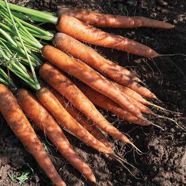 Caravel – Organic Carrot Seed