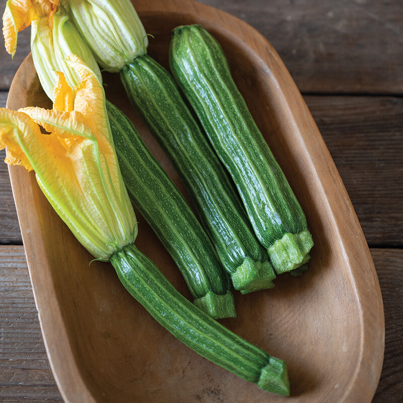 Sophy – Zucchini Squash Seed