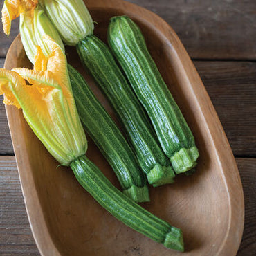 Pantheon – Film-Coated Zucchini Squash Seed