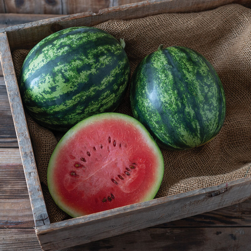 JuiceBox – Organic Watermelon Seed