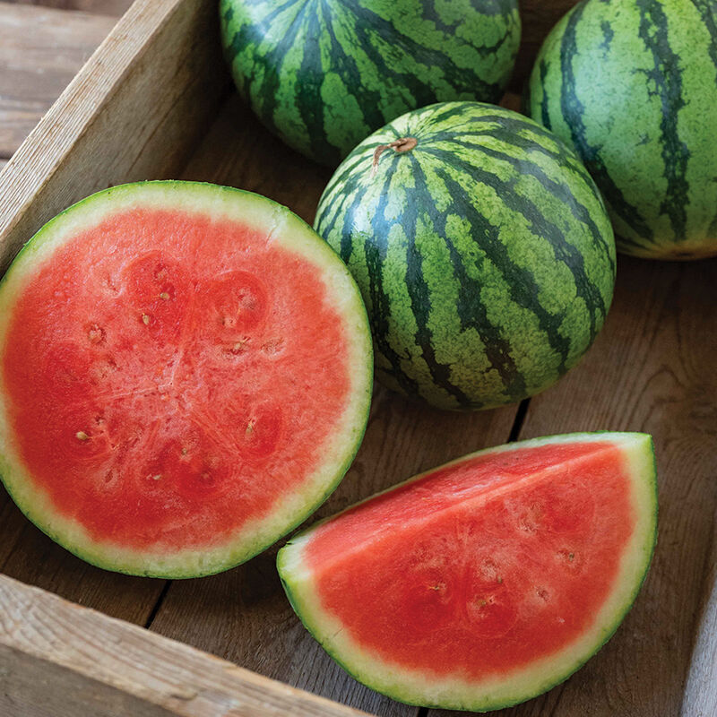 Kalahari – Organic Watermelon Seed