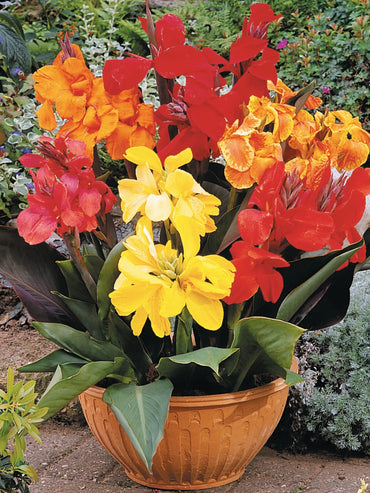 Dwarf Canna Mixture