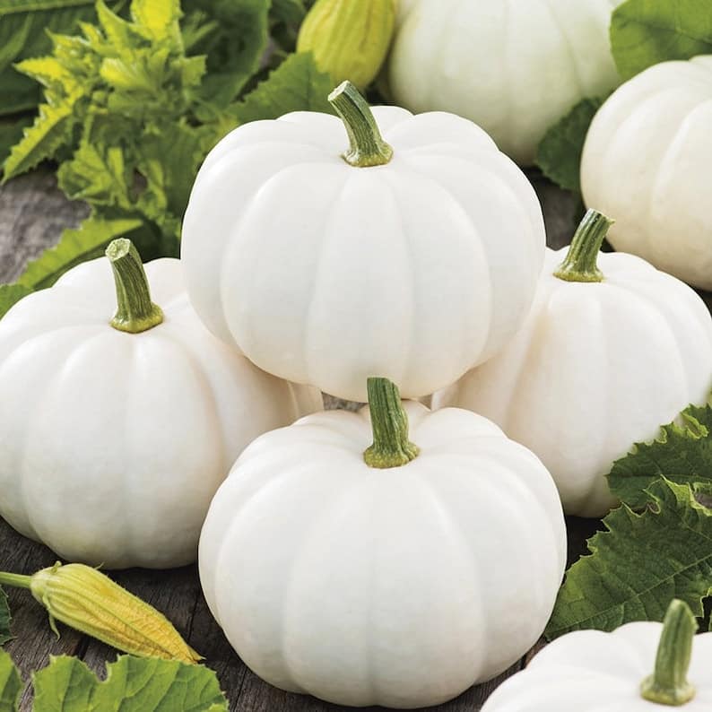 White Pumpkin Vegetable Seeds for Planting – Non-GMO, Heirloom, Perfect for Your Garden