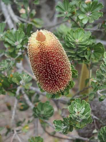 Banksia Plant Seeds, Heirloom, Non-GMO Seeds for Planting