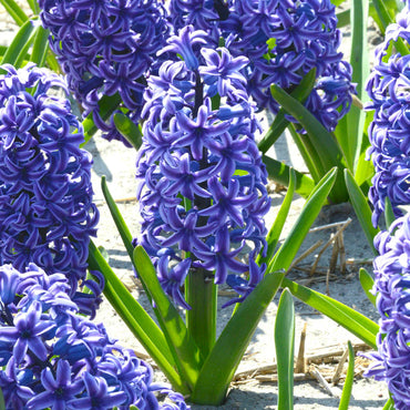 Hyacinth- Purple Star