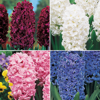 Colourful Hyacinth Collection Seeds