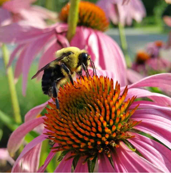 Purple Coneflower Seeds