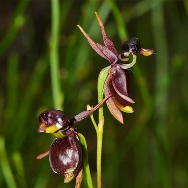 Flying Duck Orchid - Rare Flower Seed