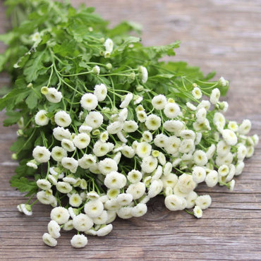 Feverfew- Snowball