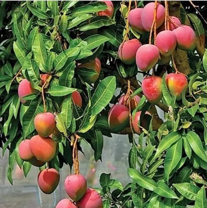 Litchi Seeds