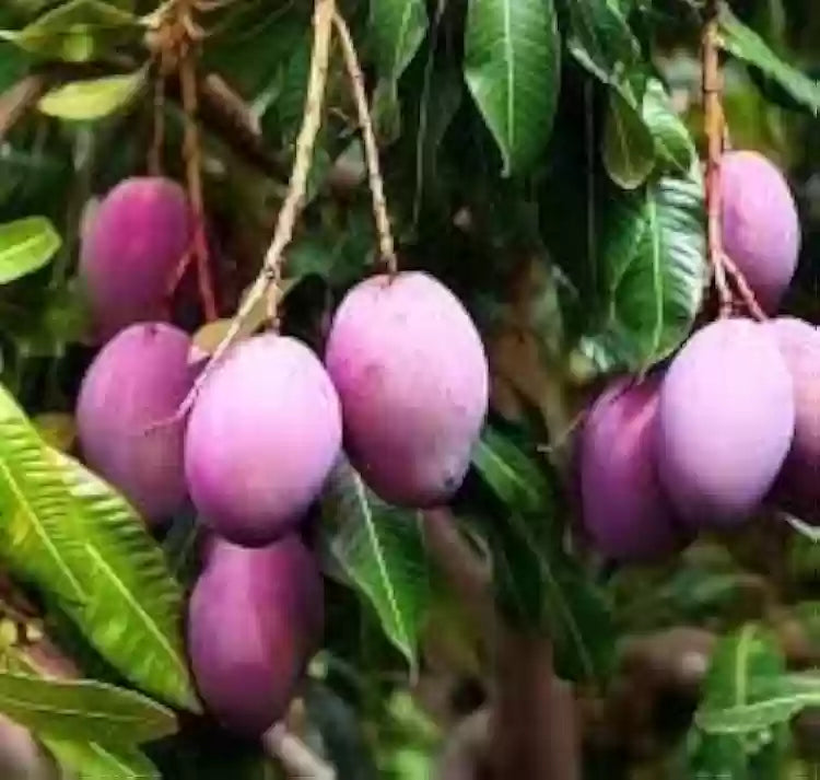 Mango Seeds