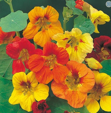 Nasturtium- Alaska Mixed