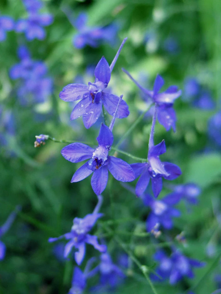 Larkspur- Blue Cloud