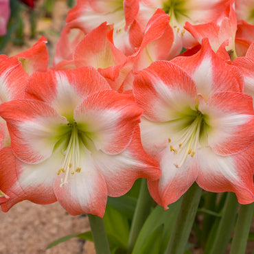 Shine Dream Amaryllis Seeds