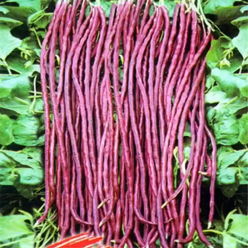 Red Unguiculata Bean Vigna unguiculata seeds for garden planting